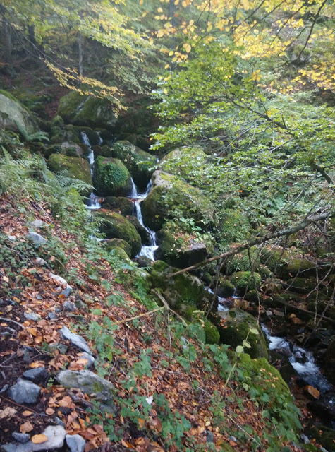 Ruta del Gumial en Felechosa (Asturias) 