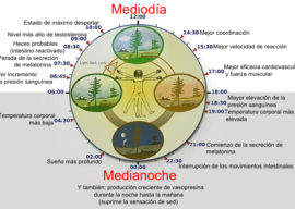 ¿Debo utilizar la misma crema por el día que por la noche? Ritmos circadianos